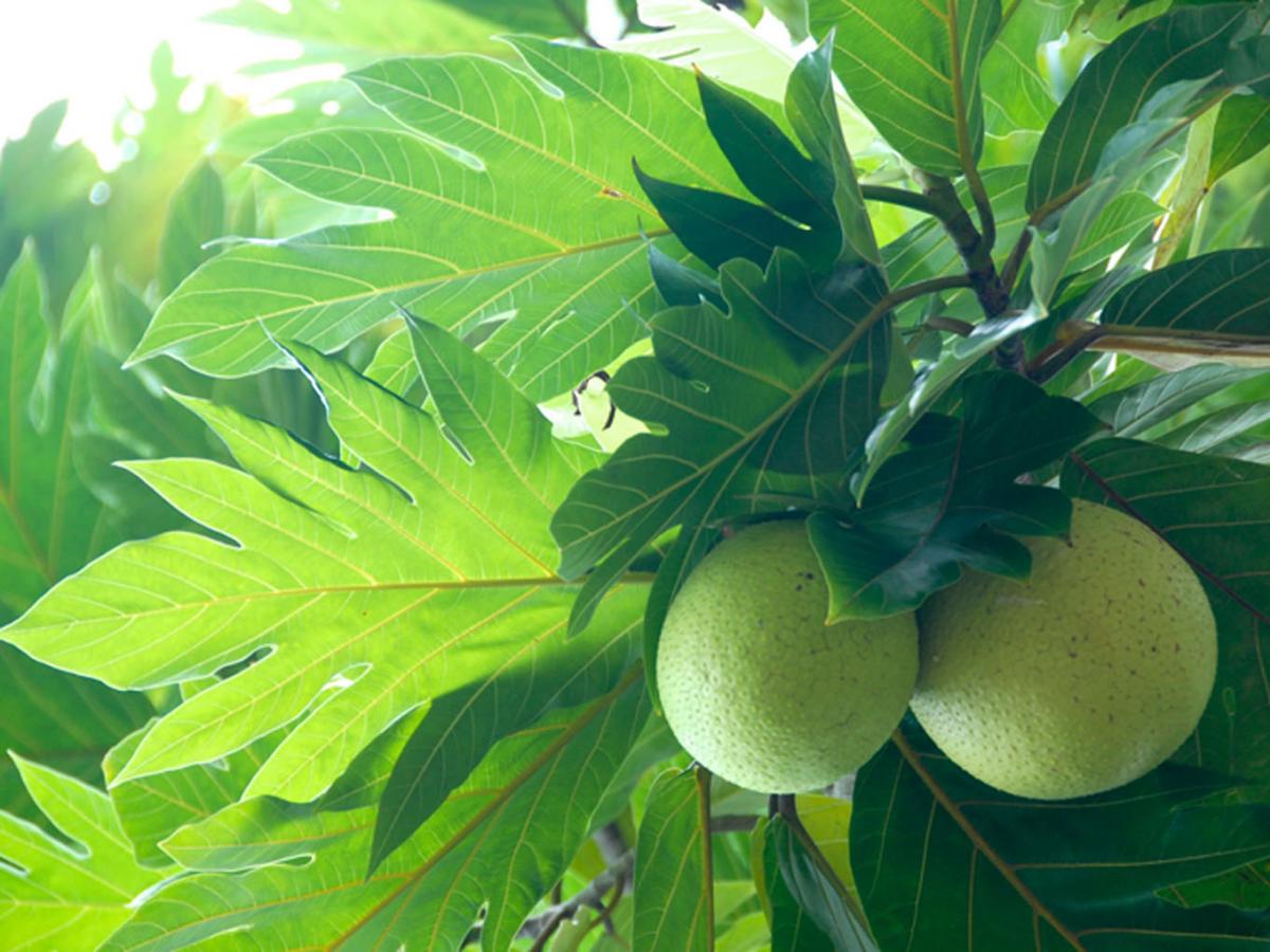 Giới thiệu cây Sake - Breadfruit